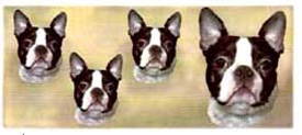 Dog Wrap - Boston Terrier